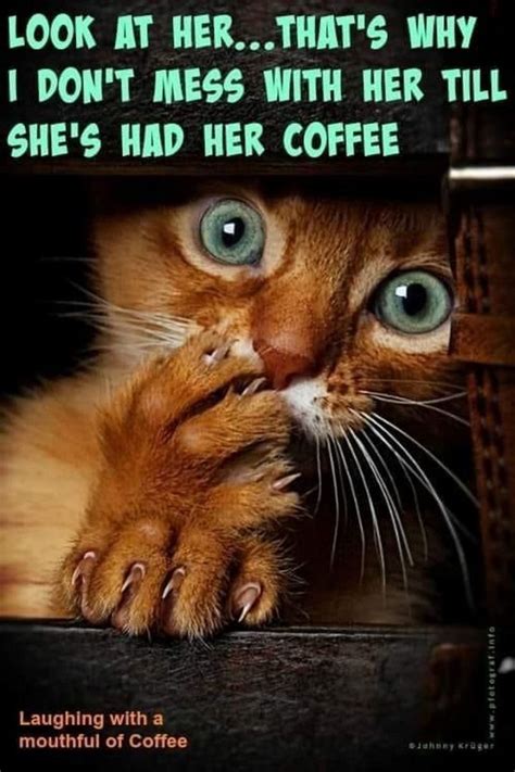 87 Funny Coffee Memes Are What You Need for the Daily Morning Grind