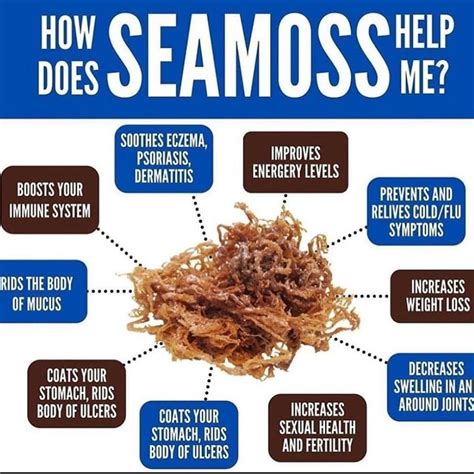 Irish Moss/Sea Moss | Sea moss, Seamoss benefits, Organic health