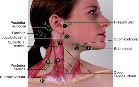 The Glands in Neck and Throat Diagram - Bing images