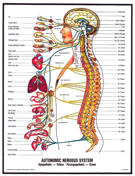 human nervous system : Biological Science Picture Directory – Pulpbits.net