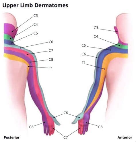 Brachial plexus' dermatome [48] | Download Scientific Diagram