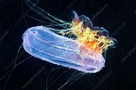 Jellyfish feeding - Stock Image - C021/6794 - Science Photo Library