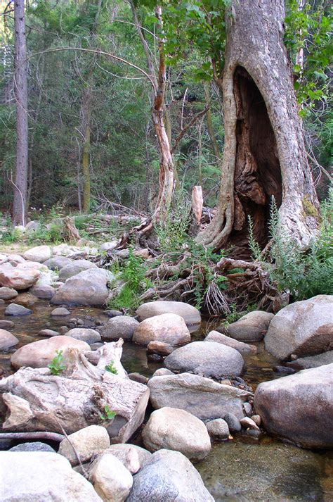 Hollowed Tree Trunk