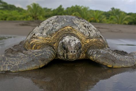 Sea Turtle Species — SEE Turtles