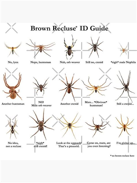 "Brown Recluse ID Guide" Photographic Print for Sale by ArthroLove ...