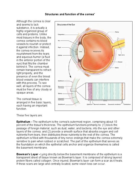 Cornea Structure Layers and Function Web | Cornea | Epithelium