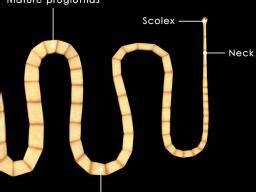 What Do Tapeworms In Human Stool Look Like