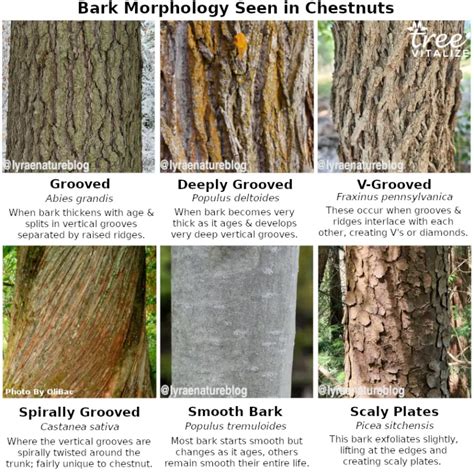 10 Different Types of Chestnut Trees & Identifying Features