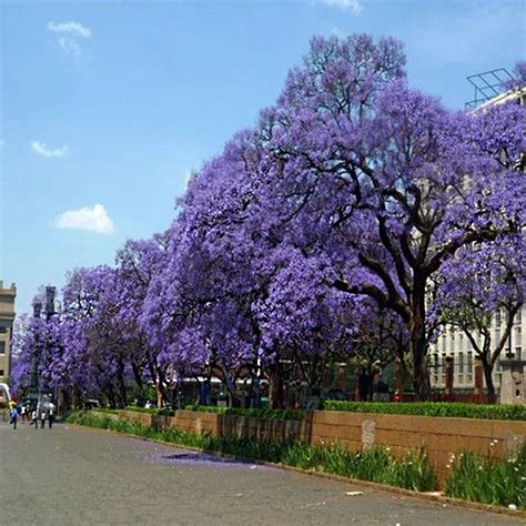 200 Paulownia Seeds empress tree Romantic Flower Great Aroma fast ...