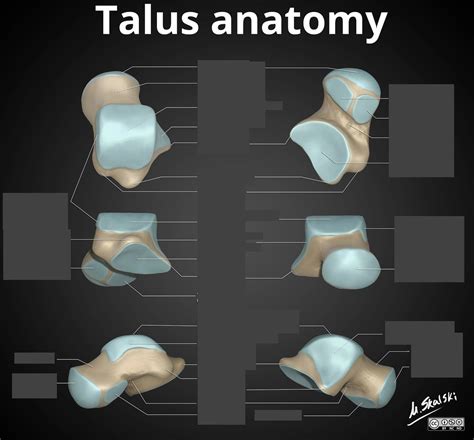 anatomie: Talus Diagram | Quizlet