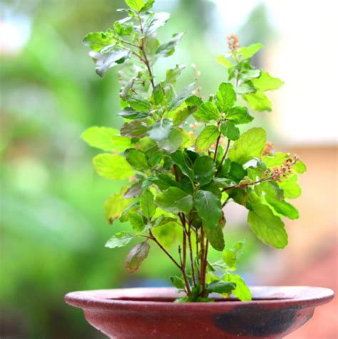 FAQs on How to Water Tulsi (Holy Basil) Plant - Voice of Plant