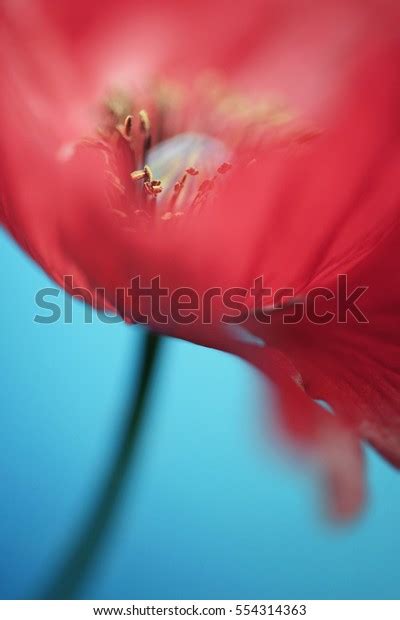 Macro Art Abstract Flower Macro Stock Photo (Edit Now) 554314363