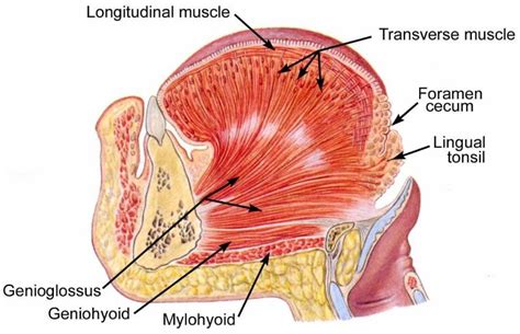 tongue in midsagittal section - بحث Google | Tongue muscles, Anatomy of ...