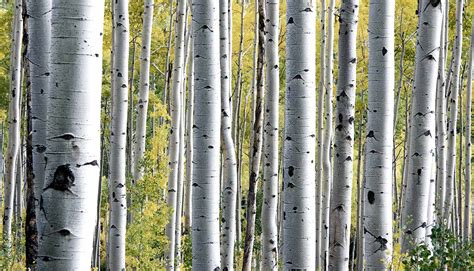 Mutations let birch trees thrive where they live - Futurity