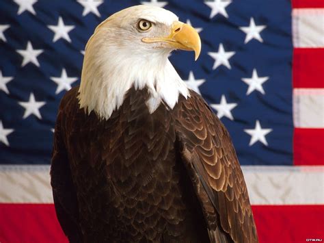 Patriotic Bald Eagle Wallpaper - WallpaperSafari