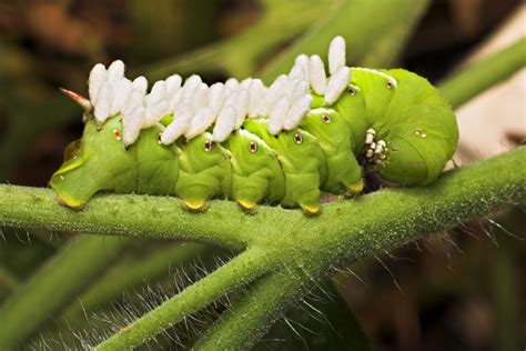 How to Identify and Control Tomato Hornworm Caterpillars - Dengarden