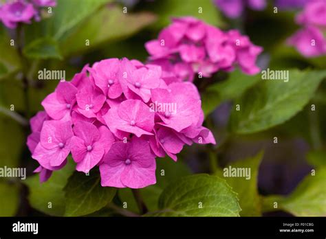 Pink Hydrangea flowers Stock Photo - Alamy