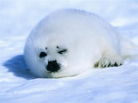 Seal Facts For Kids | Seal Diet & Habitat