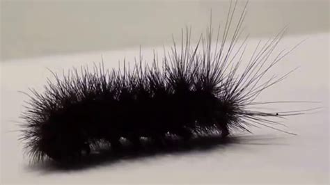 Black hairy caterpillar - YouTube