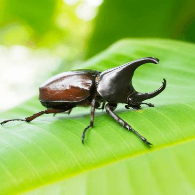 Rhinoceros Beetle Facts for Kids - Facts Just for Parents, Teachers and ...