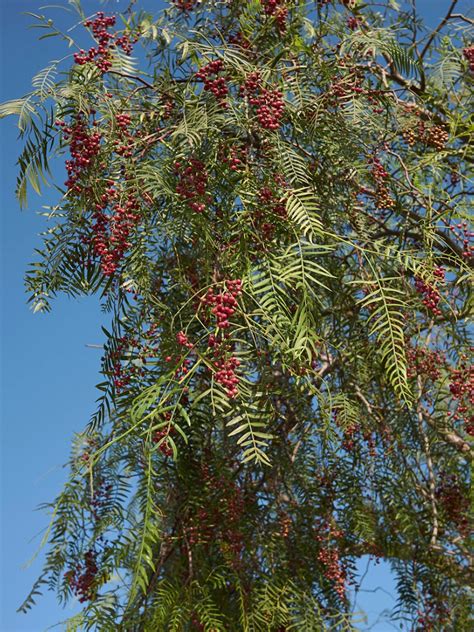 What Is A California Pepper Tree - Growing California Pepper Trees ...