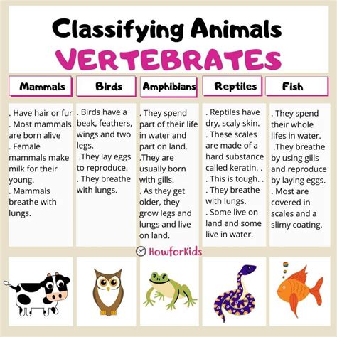 Vertebrates for Kids | Vertebrates and invertebrates, Vertebrates ...