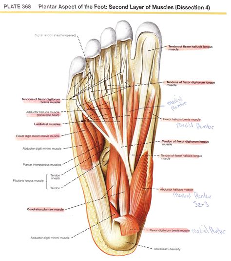 Dorsal Aspect Of Foot Anatomy Image Collections Human On Anatomy Foot ...