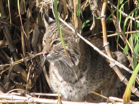 Lake Okeechobee Wildlife Pictures & Sightseeing