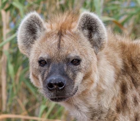 Spotted Hyena - Out of Africa Wildlife Park