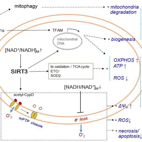 Enhancement of mitochondria quality and functionality upon an increase ...