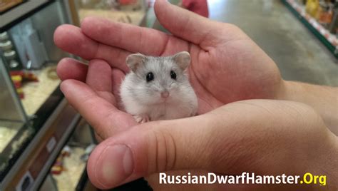 My Russian Dwarf Hamster Keeps Biting Me? What To Do...