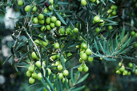 Olive tree cultivation - AZUD