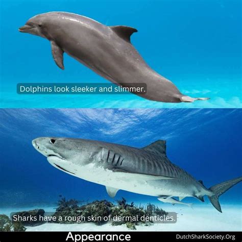 How To Tell The Difference Between A Shark And A Dolphin? - Dutch Shark ...