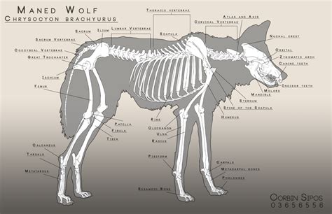 Maned Wolf Anatomy by OhWoahItsMe Dog Anatomy, Animal Anatomy, Anatomy ...