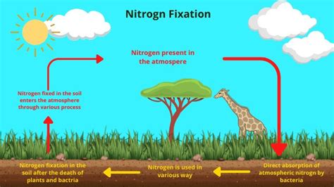 Nitrogen fixation: definition and description - sciencequery.com