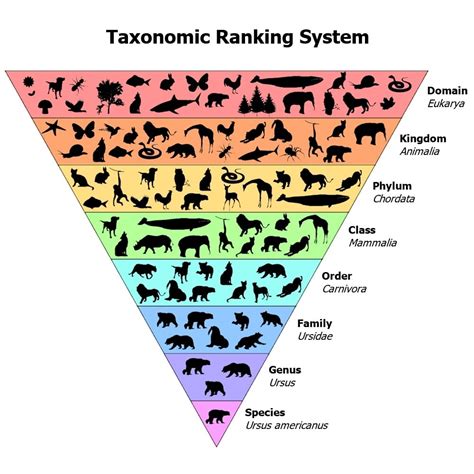 Plant & Animal Classification Guide (Biological Taxonomy) – Fauna Facts ...