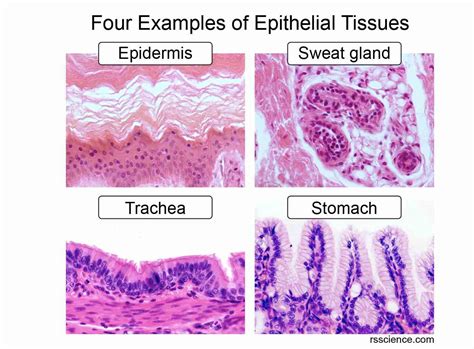 Diagrams Of Epithelial Tissue