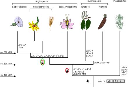 A History of the MADS-Box Gene Family