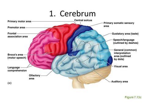 Pictures Of Cerebrum