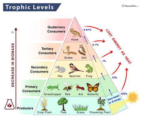 Trophic Pyramid Definition And Examples Energy Pyramid Food Chain ...