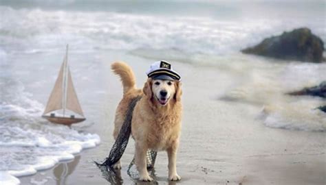 40 Cute and funny Pictures of Animals Enjoying Beach - Tail and Fur