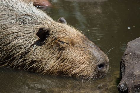 Capybara