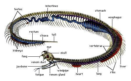 The Fascinating Cobra Anatomy – Cobras.org