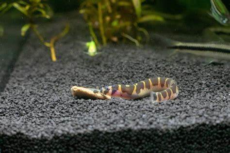 15 Best Giant Danio Tank Mates - FishLab - FishLab