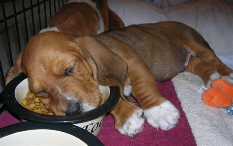 How Long Do Dogs Sleep Per Day? - Petful