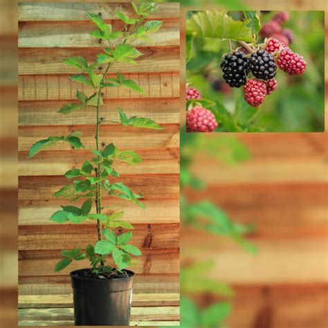 Just Berry Plants – Now you can grow your own berry plants.