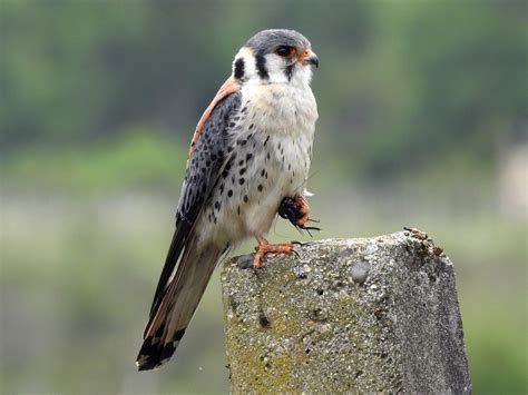 The American Kestrel: A small falcon with a distinctive feather color ...