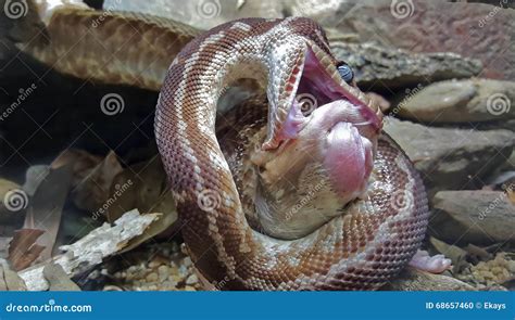 Snake eating a mouse stock photo. Image of fang, face - 68657460