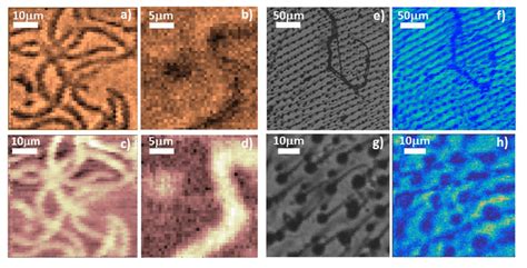 Amplitude (a and b) and phase (c and d) images of Spirulina filaments ...