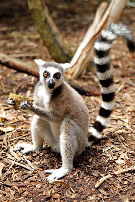 Madagascar - National animal – Ring-Tailed Lemur National Animal ...